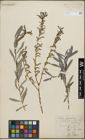 Foto von Salix purpurea L.